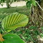 Coussapoa villosa 叶