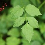 Ostericum sieboldii Leaf