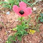 Papaver hybridum Hàbitat