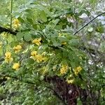 Caragana arborescens Blüte