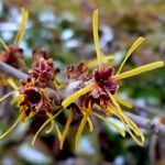 Hamamelis mollis Blüte