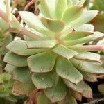 Echeveria derenbergii Habitat