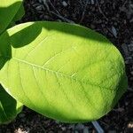 Magnolia sieboldii Leaf