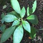 Fuchsia boliviana Folio