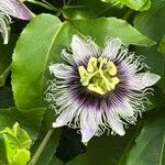 Passiflora edulis Blüte