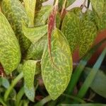 Aeschynanthus longicaulis Leaf