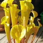 Sarracenia flava Likasa
