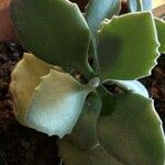 Kalanchoe millotii برگ