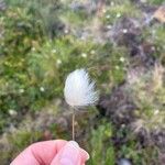 Eriophorum scheuchzeri Fula
