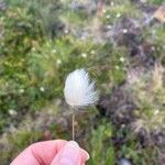 Eriophorum scheuchzeri Flower