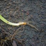 Zostera marina Outro