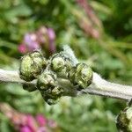 Artemisia atrata Flor
