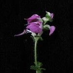 Pedicularis gracilis Yeri