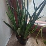 Dracaena stuckyi Blatt