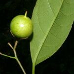 Bourreria costaricensis Mbuma