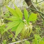 Acer negundoLeaf