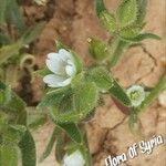 Cerastium dichotomum Flower