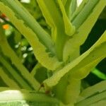 Nicotiana tomentosa Casca