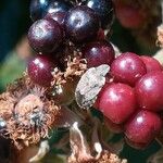 Rubus ulmifolius Fruchs