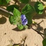 Jacquemontia tamnifolia Flower