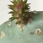 Opuntia humifusa Плід