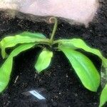 Nepenthes mirabilis Leaf