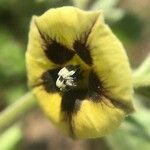 Physalis philadelphica Квітка