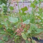 Rumex vesicarius عادت داشتن