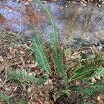 Blechnum spicant Habitatea