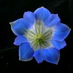 Gentiana meiantha Flower