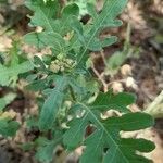 Parthenium hysterophorus Feuille