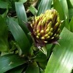 Guzmania conifera Floare