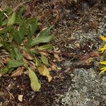 Grindelia integrifolia फूल