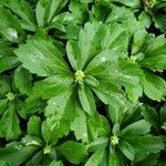 Pachysandra terminalis Листок