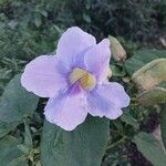 Thunbergia grandiflora Virág