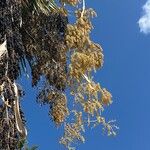 Washingtonia filifera Fruit