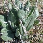 Senecio provincialis Leaf