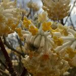 Edgeworthia tomentosa Costuma