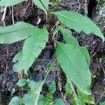 Senecio nemorensis Blad