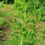 Euphorbia esula Flor