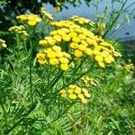 Tanacetum vulgare ᱵᱟᱦᱟ