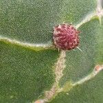 Opuntia dillenii Liść