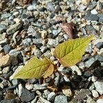 Acer spicatum অভ্যাস