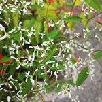 Euphorbia hypericifoliaFlower