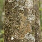 Sloanea latifolia Bark