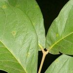 Eugenia hiraeifolia Leaf