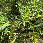 Melaleuca linariifolia Blatt