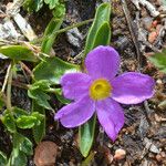 Primula angustifolia Flower