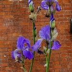 Iris pallida Blomma