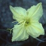 Oenothera brachycarpa Flower